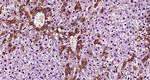 FGF21 Antibody in Immunohistochemistry (Paraffin) (IHC (P))