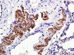 Osteopontin Antibody in Immunohistochemistry (Paraffin) (IHC (P))