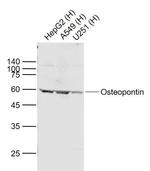 Osteopontin Antibody in Western Blot (WB)