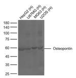 Osteopontin Antibody in Western Blot (WB)