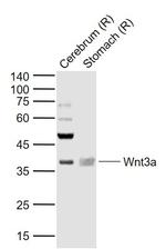 Wnt3a Antibody in Western Blot (WB)