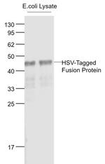 HSV Tag Antibody in Western Blot (WB)