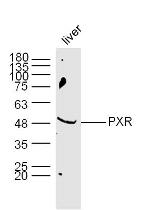 PXR Antibody in Western Blot (WB)