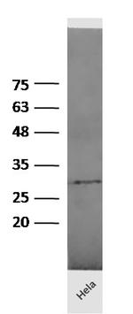 14-3-3 epsilon/YWHAE Antibody in Western Blot (WB)