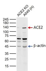 ACE2 Antibody in Western Blot (WB)