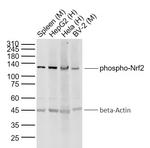 Phospho-Nrf2 (Ser40) Antibody in Western Blot (WB)