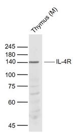 IL-4R Antibody in Western Blot (WB)