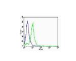 FOXA2/HNF 3beta Antibody in Flow Cytometry (Flow)