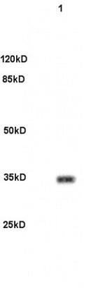 PITX3 Antibody in Western Blot (WB)