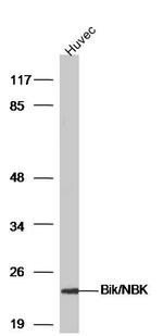 Bik/NBK Antibody in Western Blot (WB)