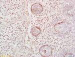 DLK1 Antibody in Immunohistochemistry (Paraffin) (IHC (P))