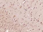 Apelin Antibody in Immunohistochemistry (Paraffin) (IHC (P))