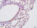 IL-9 Antibody in Immunohistochemistry (Paraffin) (IHC (P))