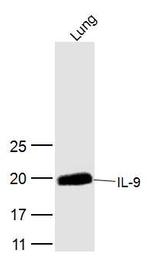 IL-9 Antibody in Western Blot (WB)