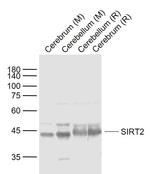 SIRT2 Antibody in Western Blot (WB)