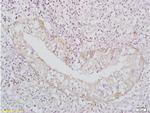 BAFF Antibody in Immunohistochemistry (Paraffin) (IHC (P))