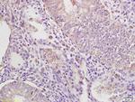 IRAK4 Antibody in Immunohistochemistry (Paraffin) (IHC (P))