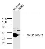 MyoD1 Antibody in Western Blot (WB)