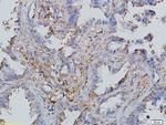 CCL19/MIP-3 beta Antibody in Immunohistochemistry (Paraffin) (IHC (P))