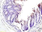 TNFSF18 Antibody in Immunohistochemistry (Paraffin) (IHC (P))