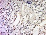 TNFSF18 Antibody in Immunohistochemistry (Paraffin) (IHC (P))