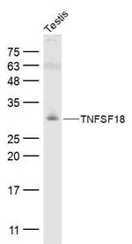 TNFSF18 Antibody in Western Blot (WB)