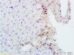 TNFSF14 Antibody in Immunohistochemistry (Paraffin) (IHC (P))