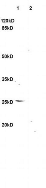 TNFSF14 Antibody in Western Blot (WB)