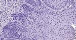 Histone H3 (acetyl K4) Antibody in Immunohistochemistry (Paraffin) (IHC (P))