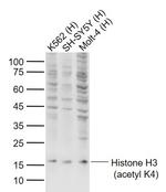 Histone H3 (acetyl K4) Antibody in Western Blot (WB)