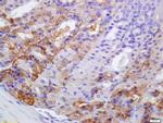 PERK Antibody in Immunohistochemistry (Paraffin) (IHC (P))