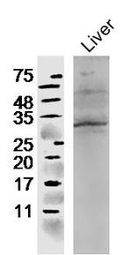 CCL4 Antibody in Western Blot (WB)