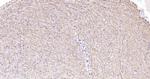 MBP Antibody in Immunohistochemistry (Paraffin) (IHC (P))