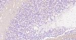MBP Antibody in Immunohistochemistry (Paraffin) (IHC (P))