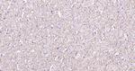 MBP Antibody in Immunohistochemistry (Paraffin) (IHC (P))