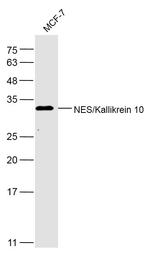 NES1/KLK10 Antibody in Western Blot (WB)