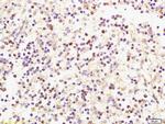 CXCL9/MIG Antibody in Immunohistochemistry (Paraffin) (IHC (P))