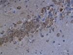 CXCL9/MIG Antibody in Immunohistochemistry (Paraffin) (IHC (P))