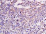 CXCL13/BCA1 Antibody in Immunohistochemistry (Paraffin) (IHC (P))