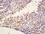 NKG5 Antibody in Immunohistochemistry (Paraffin) (IHC (P))