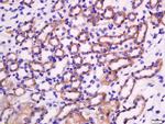 GZMA/Granzyme A Antibody in Immunohistochemistry (Paraffin) (IHC (P))