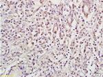 NRSF/REST Antibody in Immunohistochemistry (Paraffin) (IHC (P))