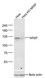 NRSF/REST Antibody in Western Blot (WB)