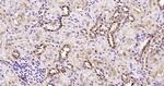 JNK1+2+3 Antibody in Immunohistochemistry (Paraffin) (IHC (P))