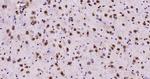 JNK1+2+3 Antibody in Immunohistochemistry (Paraffin) (IHC (P))