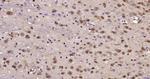 JNK1+2+3 Antibody in Immunohistochemistry (Paraffin) (IHC (P))