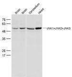 JNK1+2+3 Antibody in Western Blot (WB)