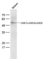 JNK1+2+3 Antibody in Western Blot (WB)