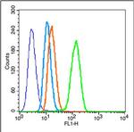 Caspase 3 Antibody in Flow Cytometry (Flow)