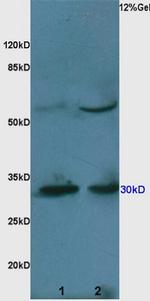 Caspase 3 Antibody in Western Blot (WB)